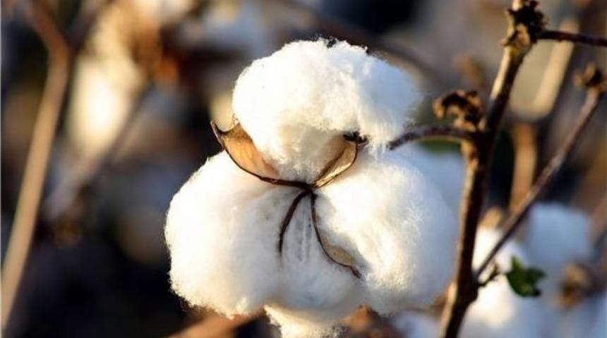 &Ccedil;in Pamuk Stoklarını Arttırıyor