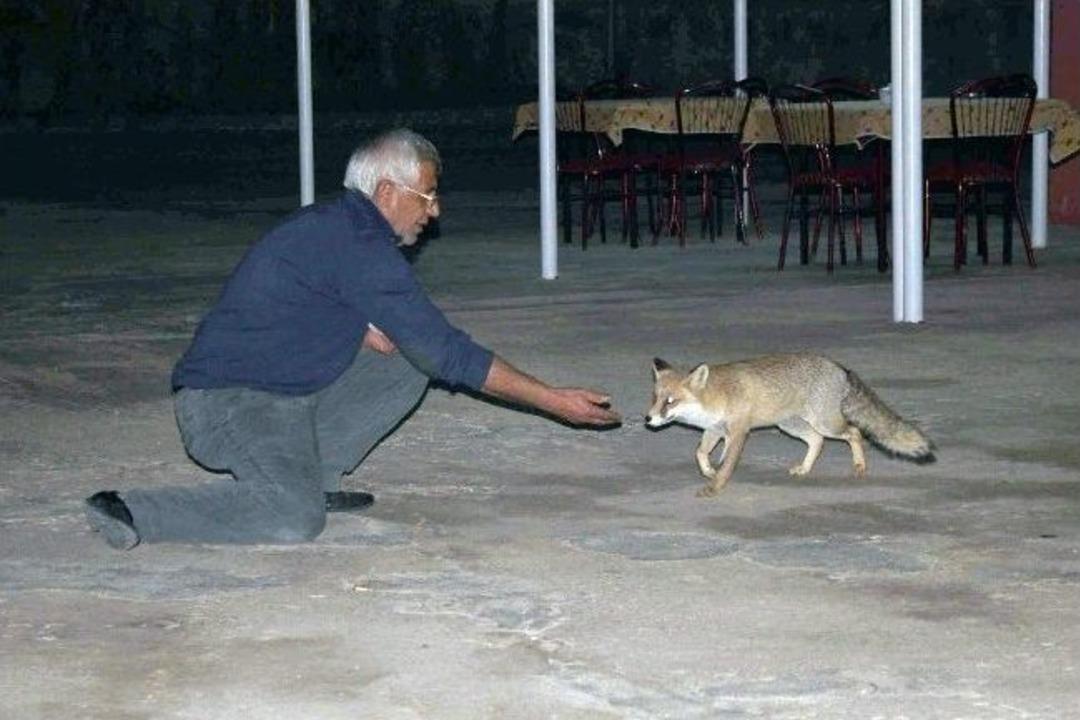 Tunceli'de tilkilerin lokanta keyfi