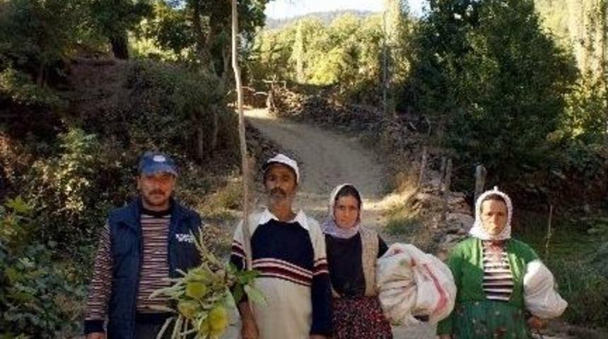 Aydın&rsquo;da Kestane Hasadı Başladı
