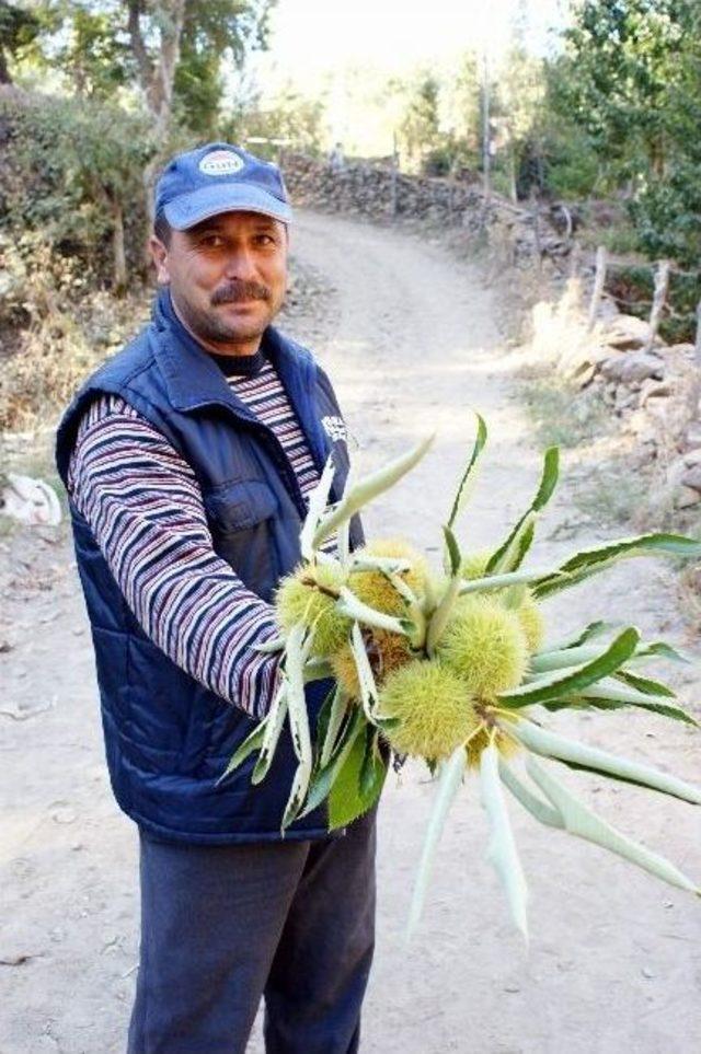 Aydın’da Kestane Hasadı Başladı