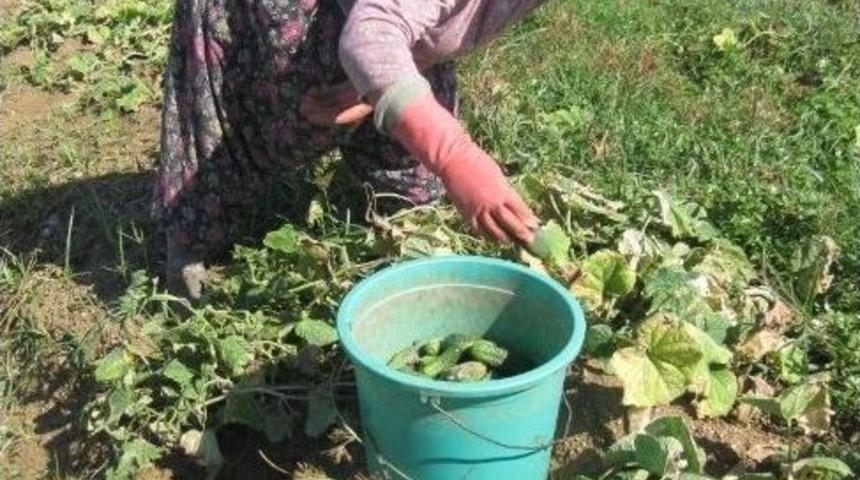 Turşuluk Salatalık &Uuml;reticileri Bayramı Tarlada Ge&ccedil;irdi