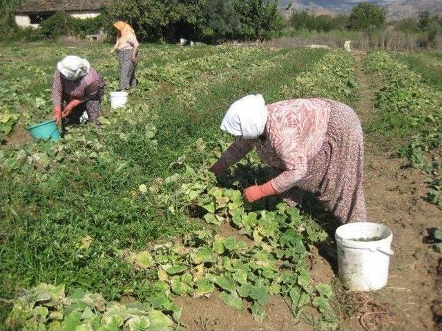 Turşuluk Salatalık Üreticileri Bayramı Tarlada Geçirdi