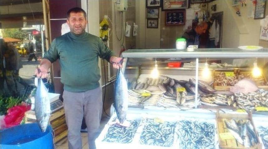 Ak&ccedil;akoca'da Torik Yakalandı