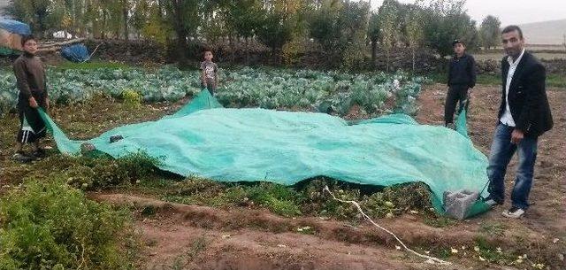 Havalar Soğuyunca Sebze Bahçeleri Naylonla Poşetlerle Kapatıldı