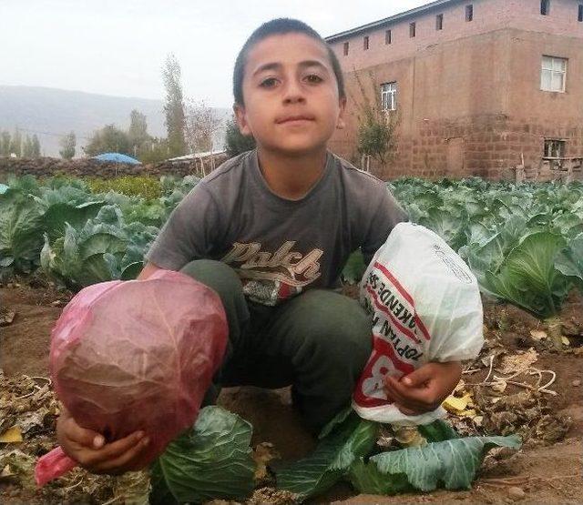 Havalar Soğuyunca Sebze Bahçeleri Naylonla Poşetlerle Kapatıldı