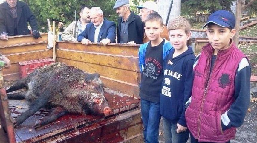 Avcılar 250 Kiloluk Yaban Domuzu Vurdu