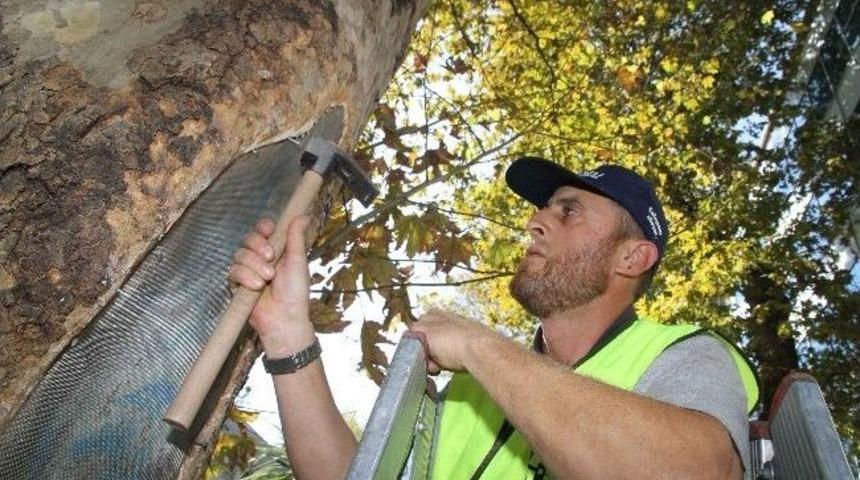 Y&uuml;r&uuml;y&uuml;ş Yolu'ndaki &Ccedil;ınar Ağa&ccedil;ları Restore Ediliyor