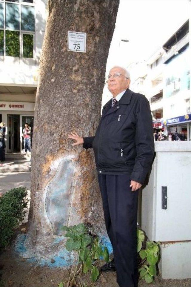 Yürüyüş Yolu'ndaki Çınar Ağaçları Restore Ediliyor