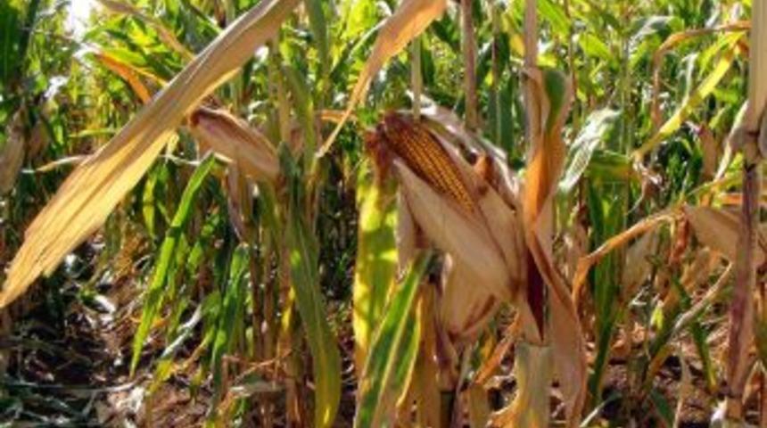 Mısır Rekoltesi GAP &Ccedil;ift&ccedil;isinin Y&uuml;z&uuml;n&uuml; G&uuml;ld&uuml;rd&uuml;