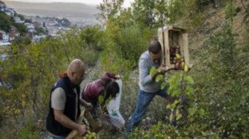 Uludağ'da A&ccedil; Kalan Ayılara Armut