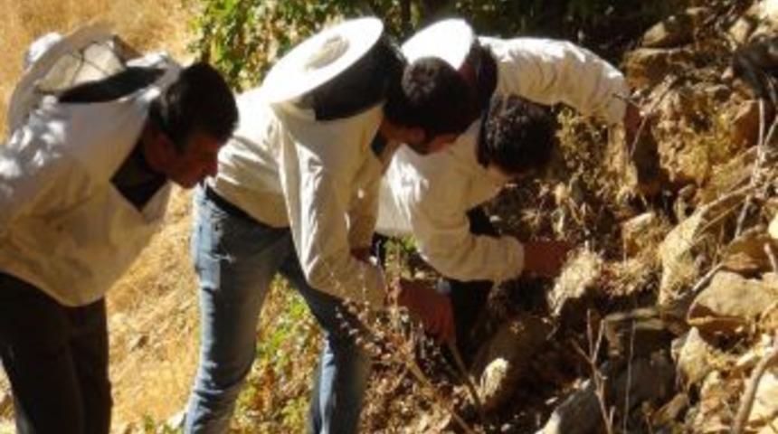 Bal Operasyonu Başladı