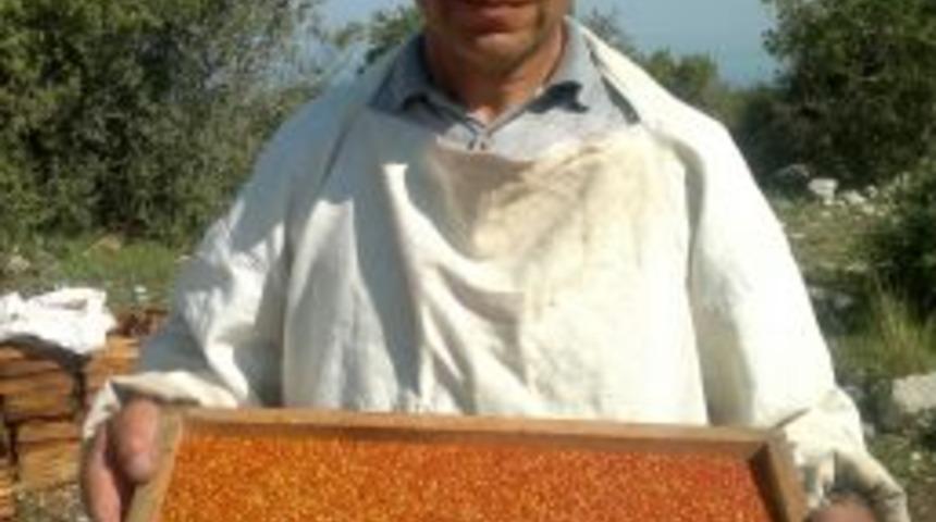 Arıcıların Polen Sevinci