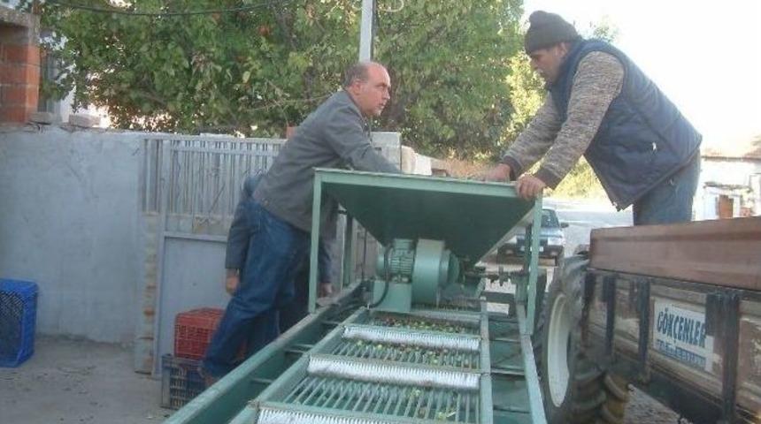 Burhaniye&rsquo;de Yeşil Zeytin Alımına Başlandı