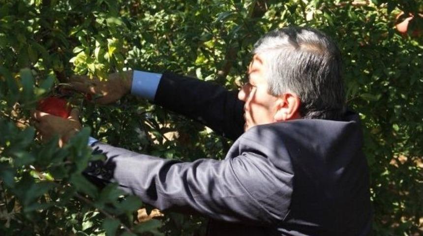 Başkan Tursun Nar Hasadına Katıldı