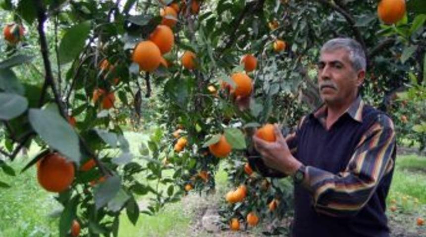 T&uuml;rkiye'nin Narenciye Deposu Adana Ve Mersin