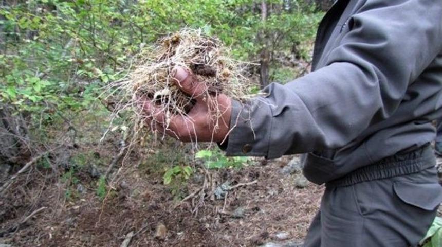 'm&uuml;hr&uuml; S&uuml;leyman' Otu Her Derde Deva