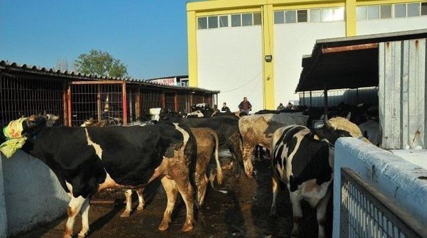 Keşan Mezbahası'nda Kurban Bayramı'nda 511 Hayvan Kesildi