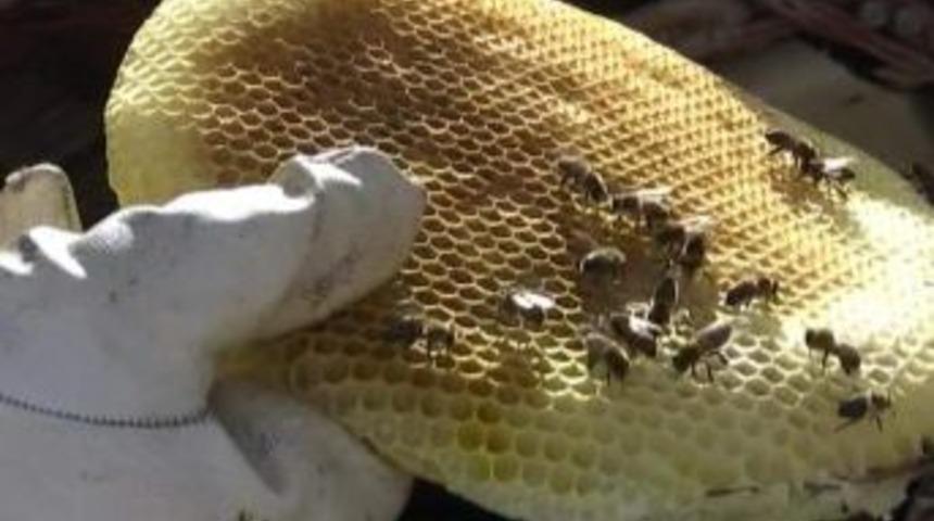 Pervari Balı Bu Yıl Altında Değerinde