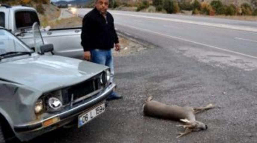 Otomobilin &Ccedil;arptığı Yavru Karaca Telef Oldu