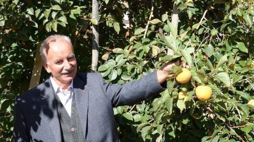 Darende&rsquo;de Trabzon Hurması Yaygınlaşıyor