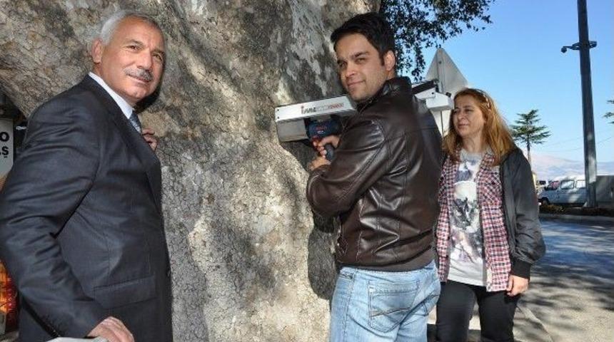 Asırlık Ağa&ccedil;lar Korunacak