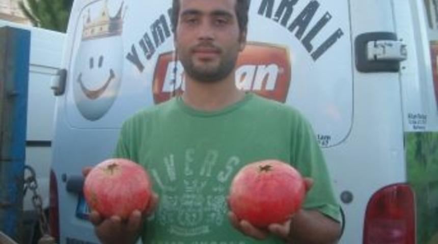 Burhaniye&rsquo;de Kiloluk Narlar İlgi G&ouml;rd&uuml;