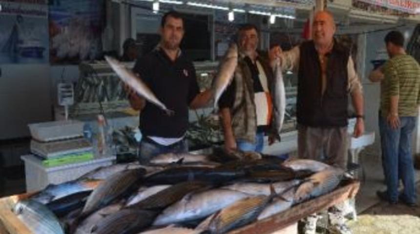 L&uuml;fere Niyet, Torik&rsquo;e Kısmet