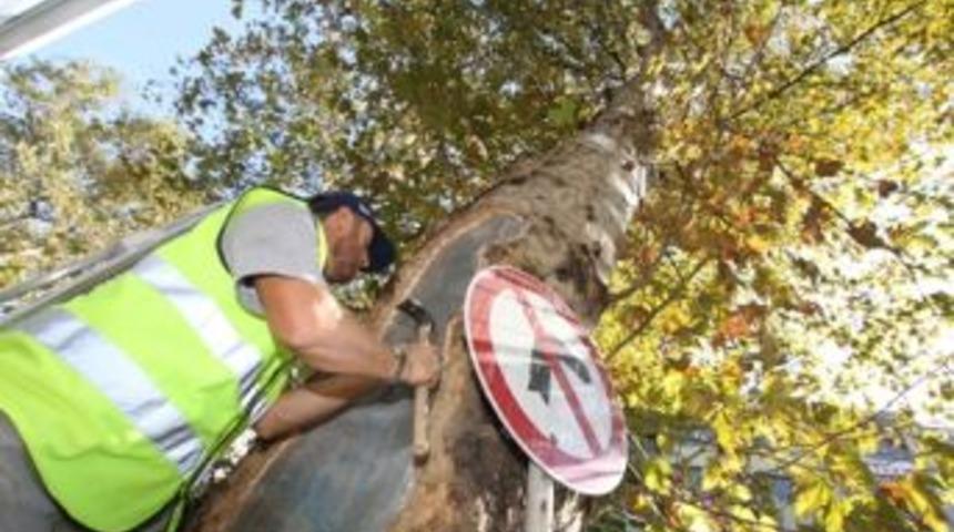 &Ccedil;ınar ağa&ccedil;ları restore ediliyor