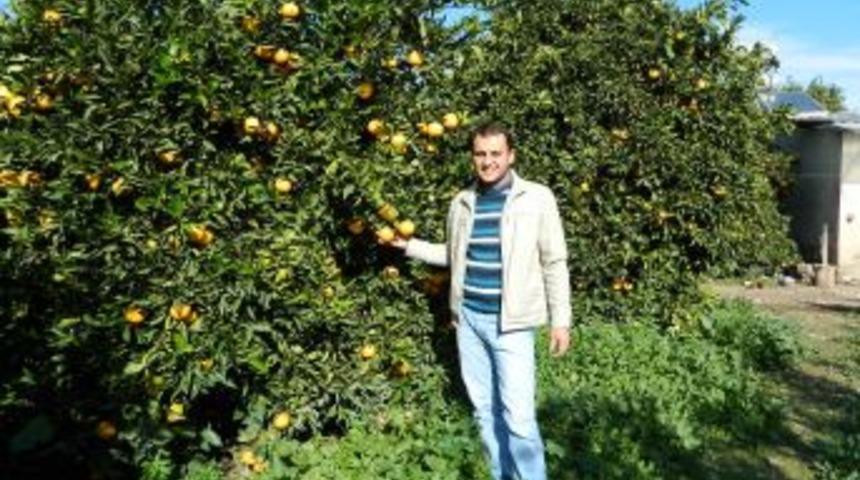 Narenciye ve narda hasat başladı