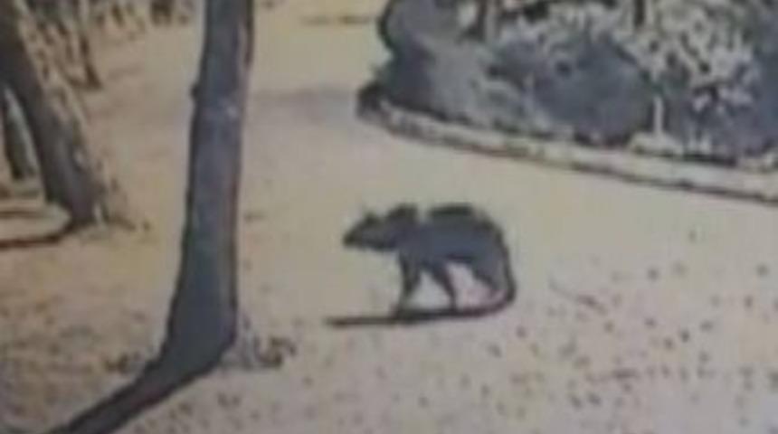 Ayılar Bursa'da şehre indi