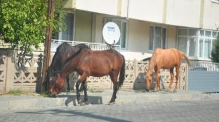 Atlar Trafiği Tehlikeye D&uuml;ş&uuml;r&uuml;yorlar