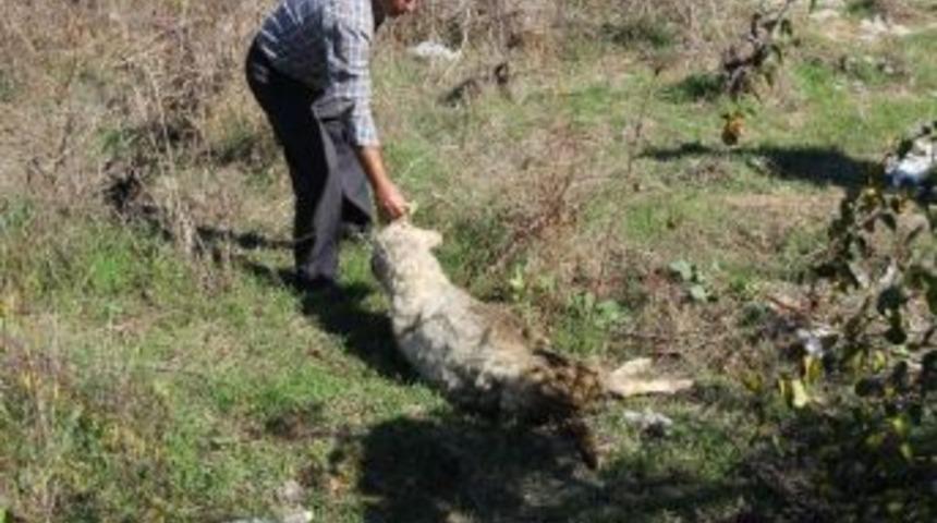 &Ccedil;anakkale'de Başıboş K&ouml;pek Dehşeti