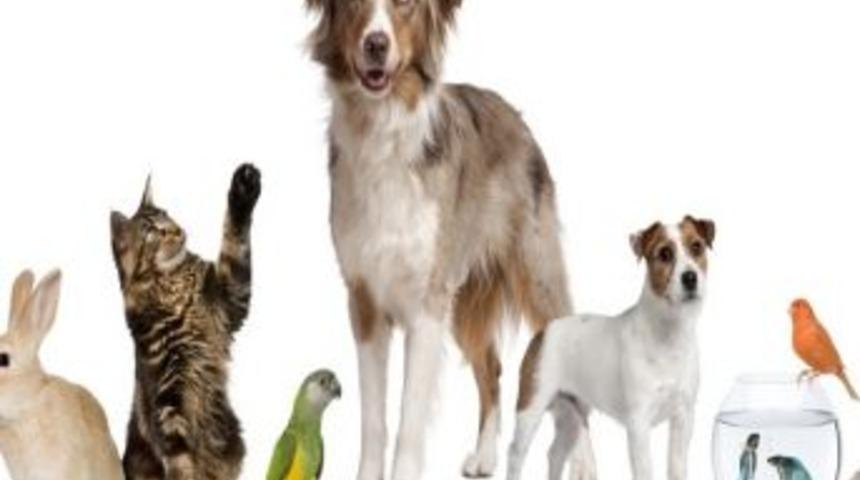 Kocaeli B&uuml;y&uuml;kşehir Belediyesi Pet Shop Seminerleri Başvuruları Başladı