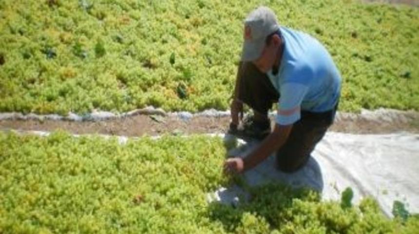 İran &Uuml;z&uuml;m&uuml;ne Karşı &Ouml;nlem &Ccedil;ağrısı