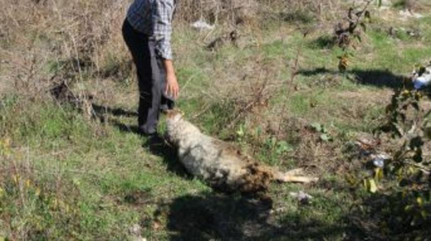 &Ccedil;anakkale'de Başıboş K&ouml;pekler Hayvan S&uuml;r&uuml;lerine Saldırıyor