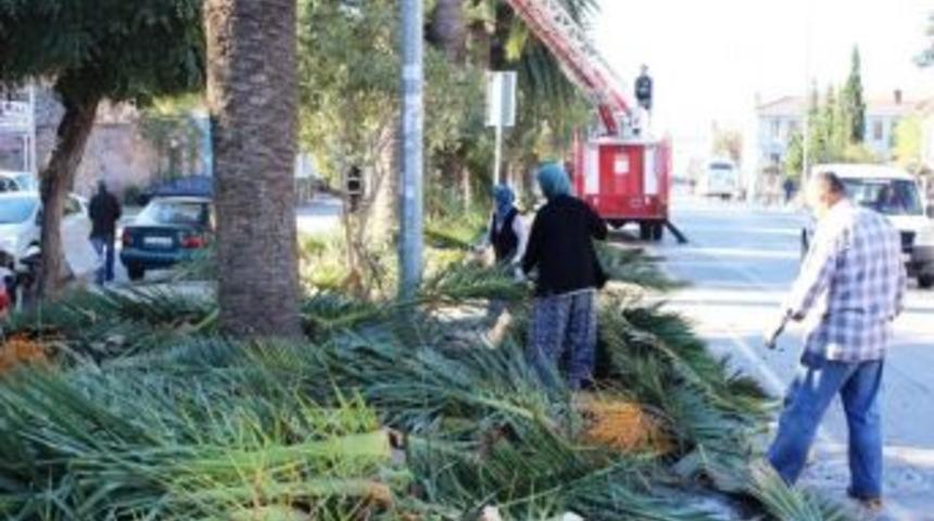 B&uuml;y&uuml;yen Palmiyeler Budanıyor