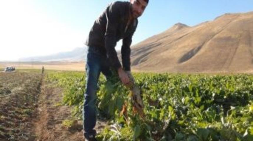 Bitlis&rsquo;te Şeker Pancarı Hasadı Başladı