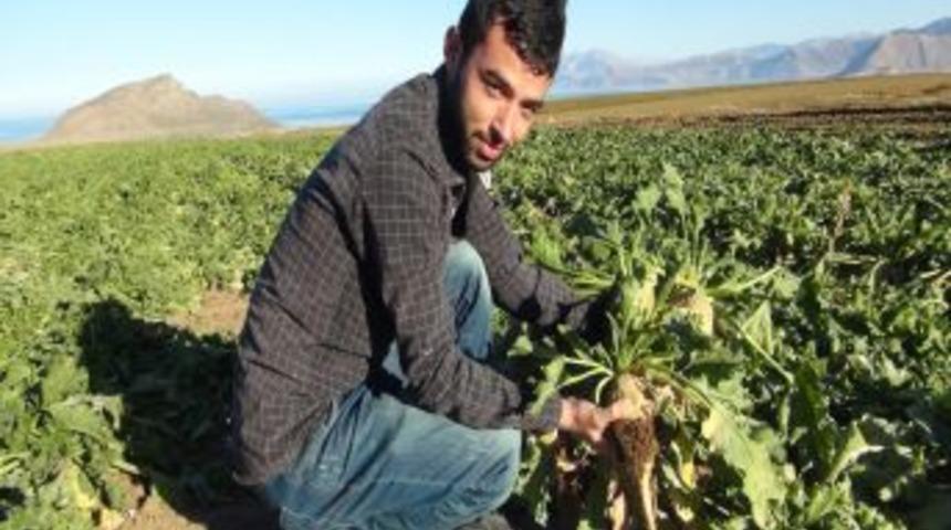 Bitlis Şeker Pancarı &Uuml;retiminde &Ccedil;ukurova'ya Rakip Oldu