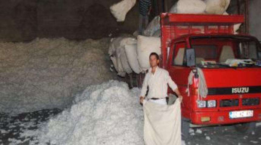 Pamukta Bu Sene &Uuml;r&uuml;n Iyi, &Uuml;retim Y&uuml;zde 40 D&uuml;şt&uuml;