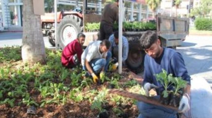 Toroslar&rsquo;da, 60 Bin Mevsimlik &Ccedil;i&ccedil;ek Toprakla Buluşuyor