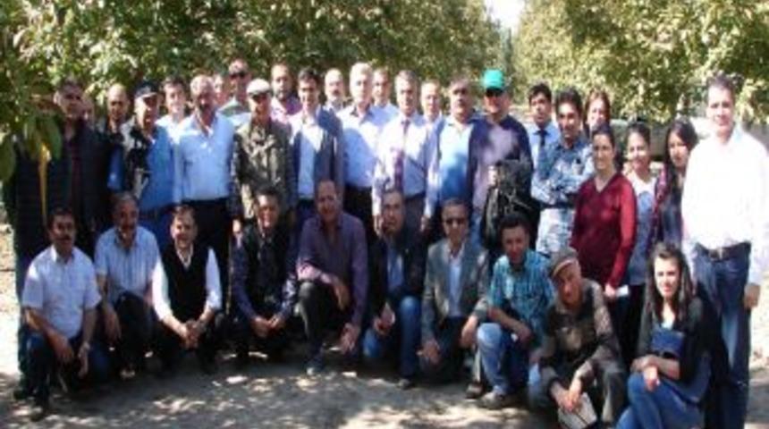 Ağacı Titreten Makine, 40 Iş&ccedil;inin Silkelediği Cevizi Bir G&uuml;nde Hasat Ediyor