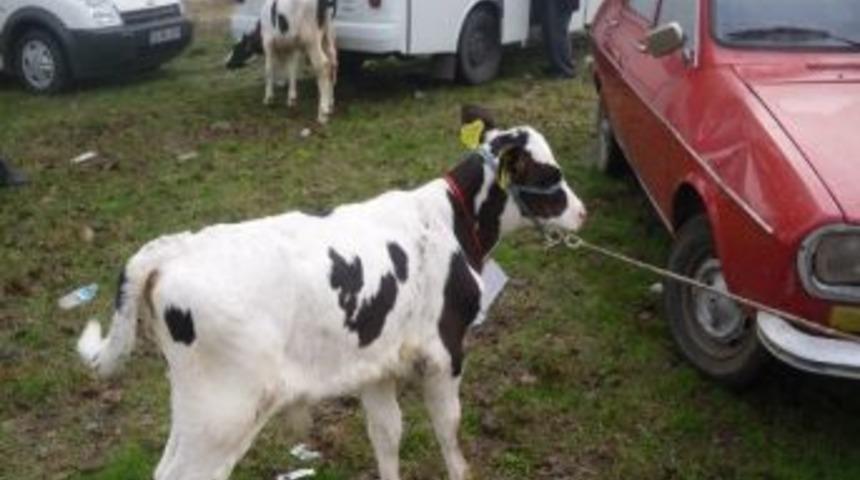 Muratlı Buzağı G&uuml;zellik Yarışması Renkli G&ouml;r&uuml;nt&uuml;lere Sahne Oldu