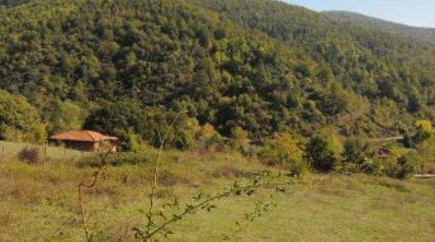 Orman İşletme M&uuml;d&uuml;rl&uuml;ğ&uuml; Ka&ccedil;ak Kesim Yapan K&ouml;y&uuml; Mahkemeye Verdi