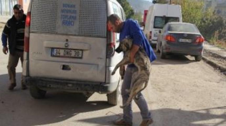 Sokak Hayvanlarına D&ouml;rt D&ouml;rtl&uuml;k Bakım