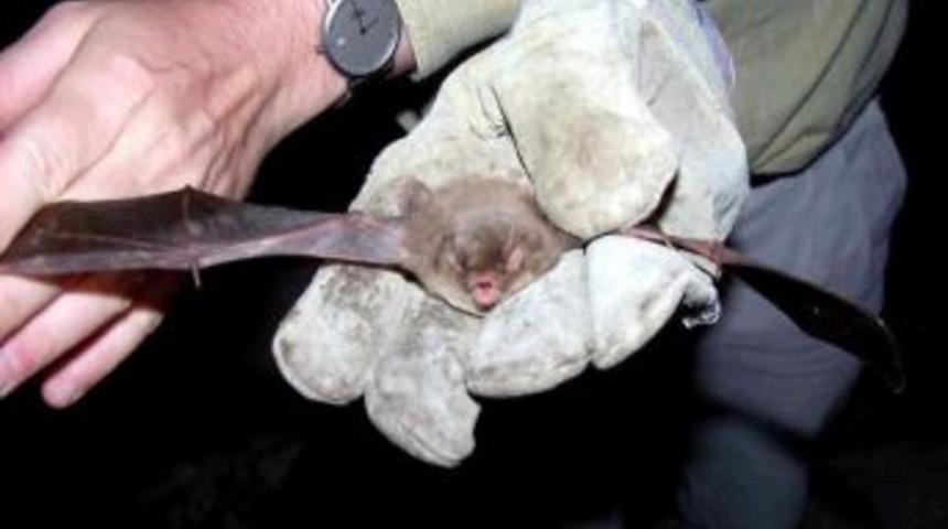 Havran Barajı&rsquo;nda Yarasaları Uzmanlar, 6 Yıldır İzliyor