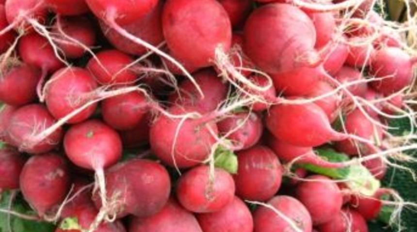 Turp Yiyin, Turp Gibi Olun!