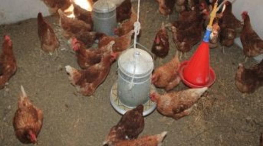 Bunlar Da &Uuml;niversiteli K&ouml;y Tavukları