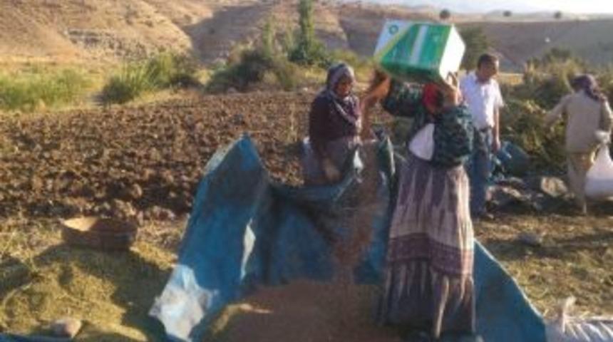 Saf Susamı R&uuml;zgara Karşı Ayıklıyor