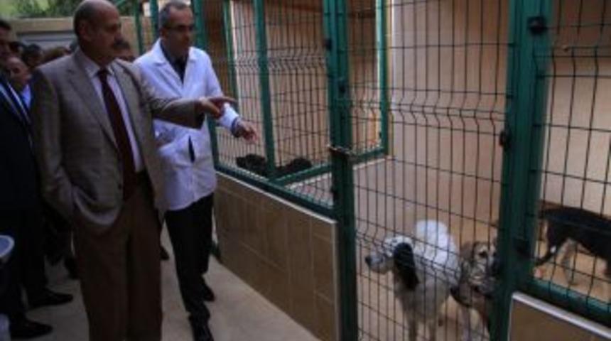 İki Bine Yakın K&ouml;pek Kısırlaştırıldı