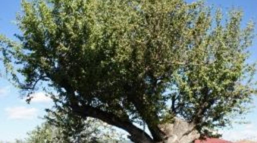 Burgulu Armut Ağacı G&ouml;renleri Şaşırtıyor